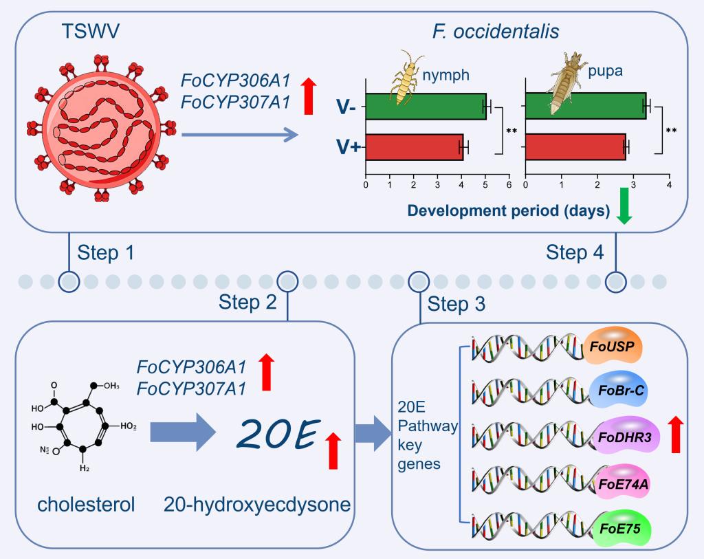 实验室科研人员揭示番茄斑萎病毒劫持西花蓟马发育激素通路的新机制